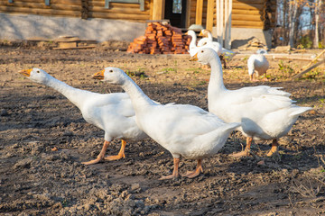 a flock of geese on a pasture. a flock of geese for a walk. poultry. poultry farm