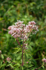 Wild pink flowers of Hemp-agrimony . Eupatorium cannabinum  plant in bloom