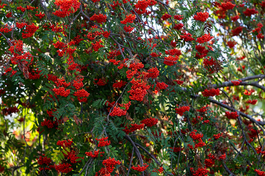 Red rowan berries, these fruits serve as food for many birds and animals