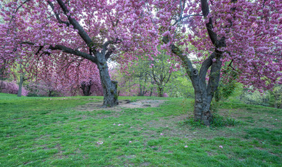 Fototapeta premium Central Park in spring