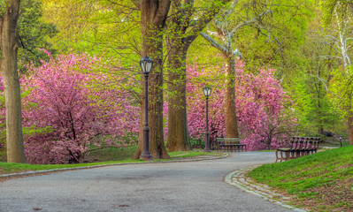 Central Park in spring
