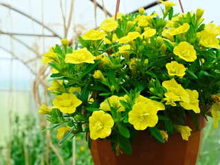 Yellow Calibrachoa flower, closeup. many bells of yellow Calibrachoa flowers in bloom in flower pot