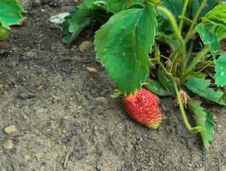 Red berry, strawberry, ripe on a Bush in the garden