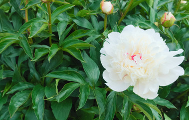 Bright, delicate, blooming white dahlia flower