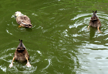 シンクロナイズドスイミング1