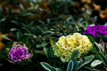 yellow and purple flowers in the garden