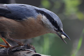 Kleiber