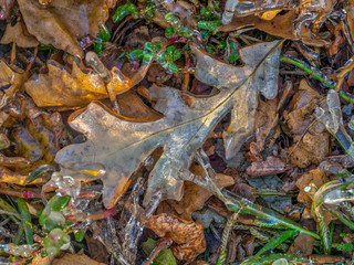 Autumn leaves in forest
