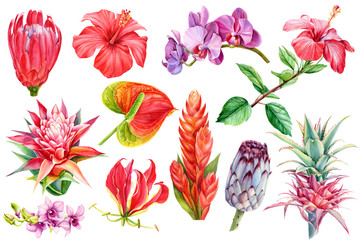 set tropical plants, flora watercolor illustration, botanical painting, hand drawing. Element wedding, flowers anthurium, orchid, guzmania, hibiscus, bromeliad, pink pineapple, protea - obrazy, fototapety, plakaty