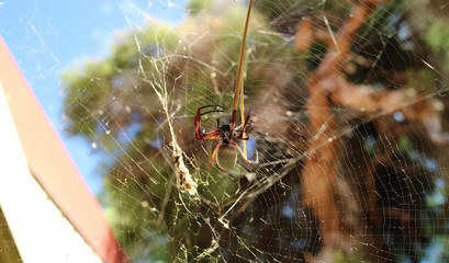 Orb Spider 6