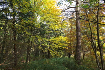 日本の秋の美しい紅葉