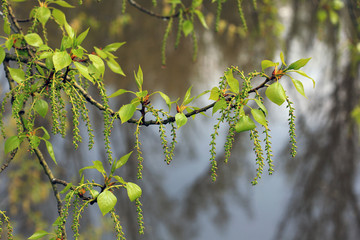young leaves and catkins of poplar