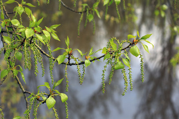 young leaves and catkins of poplar