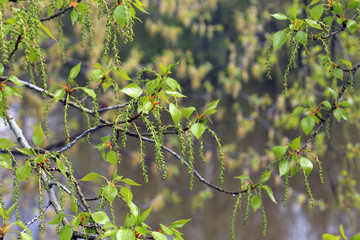 young leaves and catkins of poplar