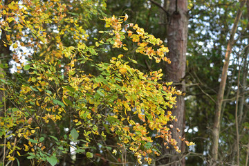 Obraz premium 日本の秋の美しい紅葉