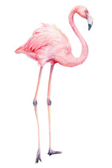 beautiful birds, pink flamingo, hand drawing, watercolor illustration on isolated white background 