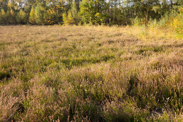 Heide, Venner Moor, Münsterland, Nordrhein-Westfalen, Deutschland, Europa