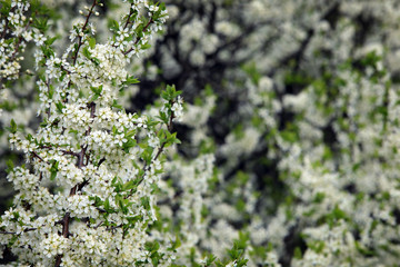 bird cherry blossoms