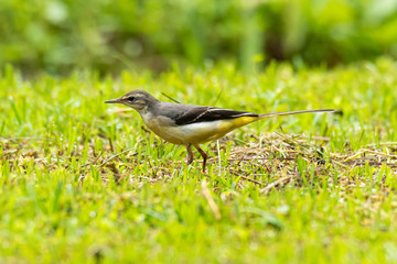 Gray Wagtail on lawn finding insect for food