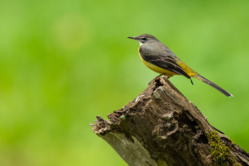 Gray Wagtail perching on wood stump with blur green background