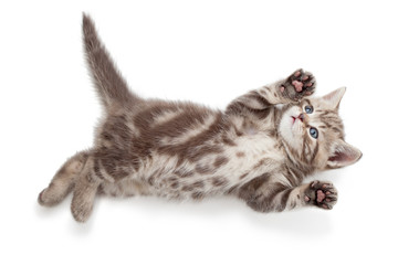 Funny kitten cat top view lying on back isolated