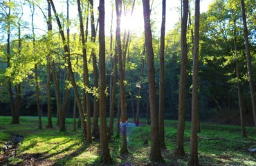 森　秋　木漏れ日　風景　杤木