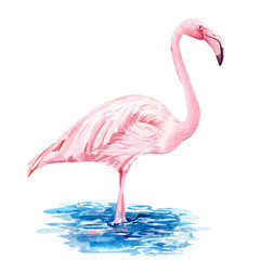 beautiful birds, pink flamingo, hand drawing, watercolor illustration on isolated white background 