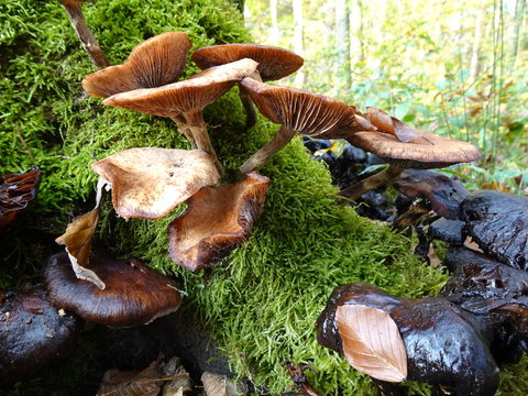 Pilze im Sp&auml;therbst im Kottenforst