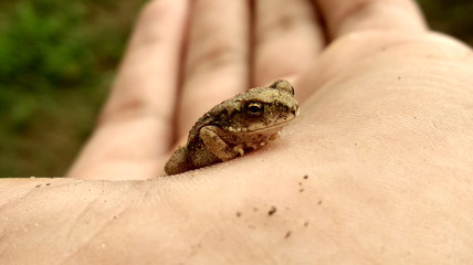 Frog in hand
