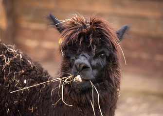 Closeup portrait of an adorable cute black curly shagged male alpaca with hurted eye chewing a dry grass with wonky teeth .Vicugna pacos.