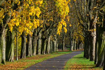 Schöne golden farbende Allee für Fußgänger