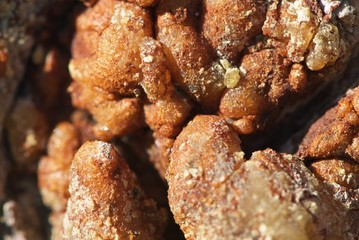 Close up resin on fir bark
