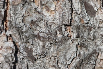 Grey bark structure of fir tree