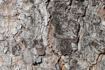 Bark structure of fir tree