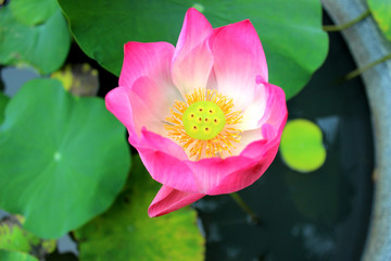 Pink lotus flower with seeds in the water basin