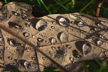 Autumn close up leaf of oak with shiny bright rain droplets on sun