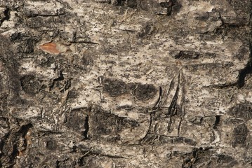 structure of bark of fir tree