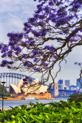 Sy RBG Jacaranda 2 Bridge arch vert