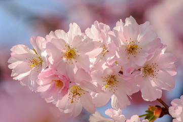 Zierkirschblüten im Sonnenlicht