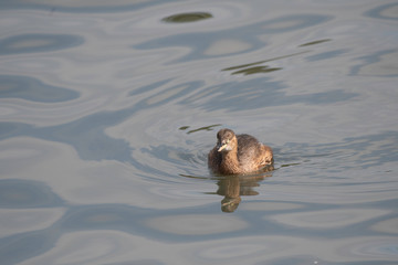 Little grebe in Tokyo Bay