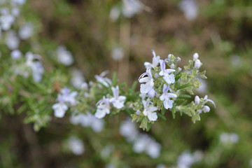 ローズマリー　花