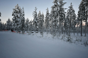 winter forest in the snow