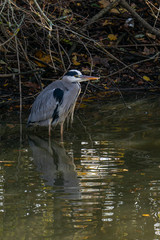 Graureiher ruht sich stehend im Teich aus.