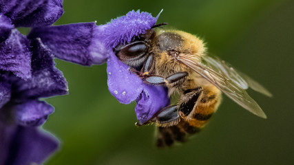 be drinking nectar © Heinnie