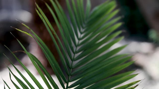 palm tree leaf outdoor moving gently in the wind