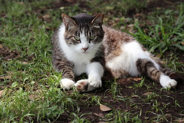 Obraz premium Cat