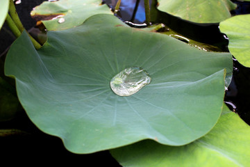 Water droplet on the lotus leaf
