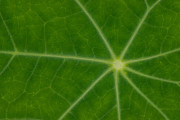abstract leaf