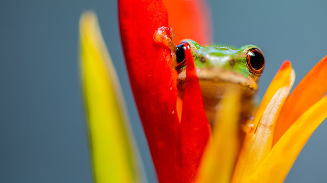 frog on leaf