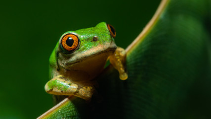 frog on a leaf